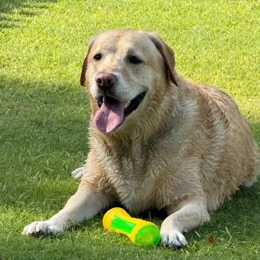 Auggie, a golden Labrador, lying on the grass with his green chew toy